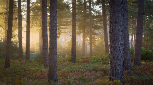 сосновые леса