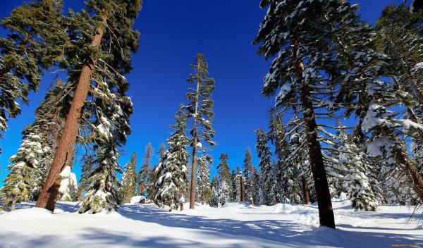 зима в лесу