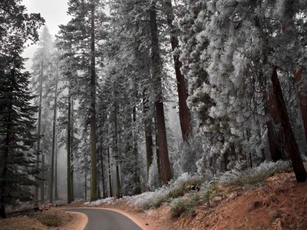 парк секвойя калифорния