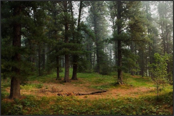 реликтовые леса параньгинский район