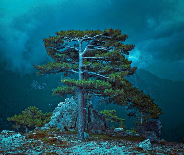 красивая сосна