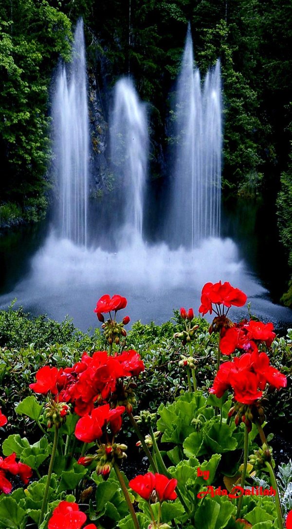 сады бутчартов фонтан росса