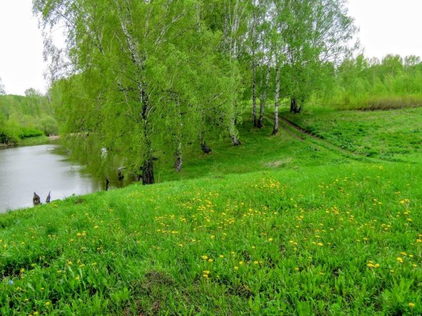 летняя природа