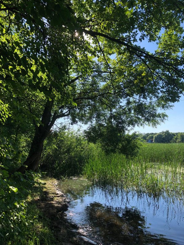 бабье озеро воронежская область