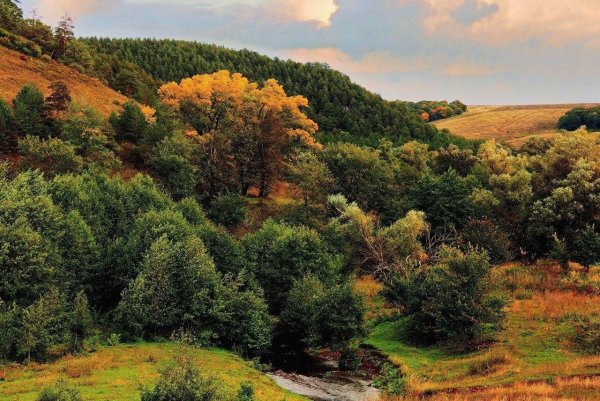 арбековский лес пенза