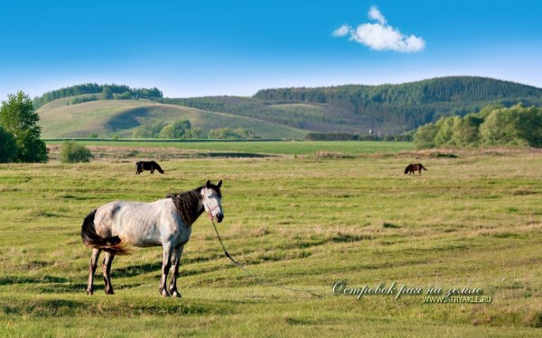 коннемара порода лошадей