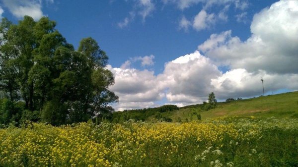 летнее поле