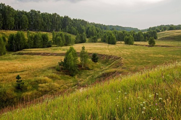 лесостепь татарстана