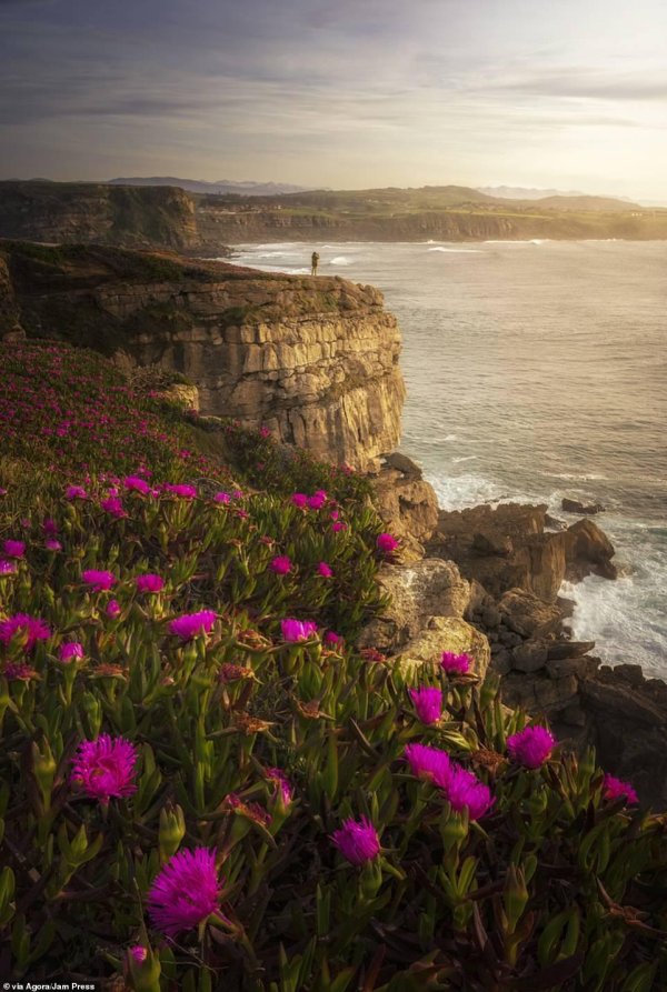 цветы у моря