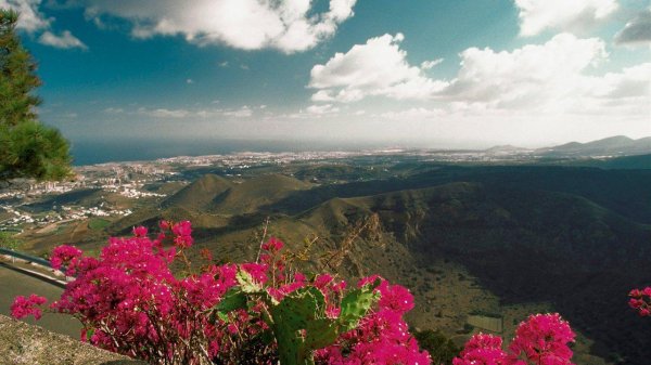 флора тенерифе