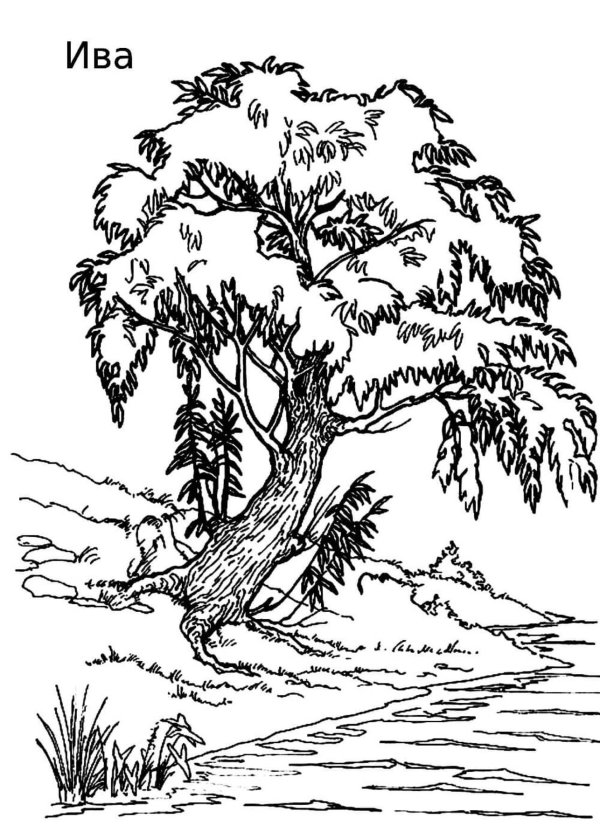рисунок ива