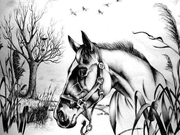 красивые рисунки лошадей