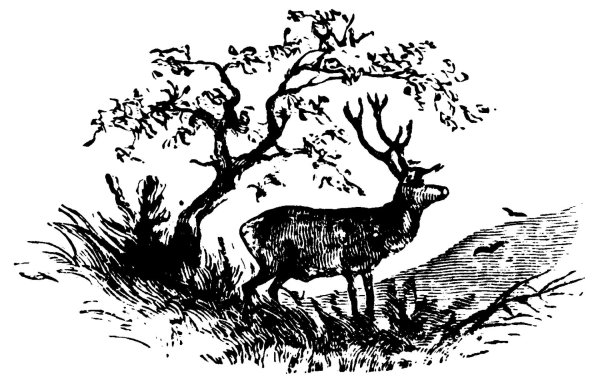 олени рисунки