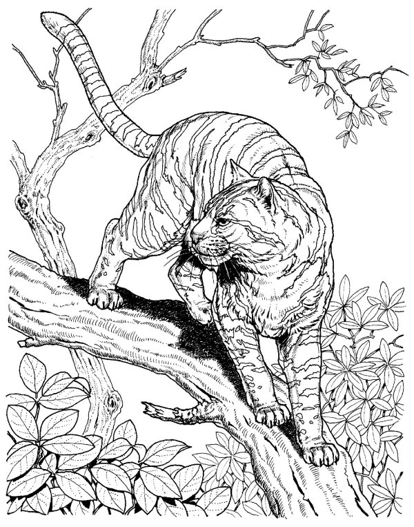 раскраски животных