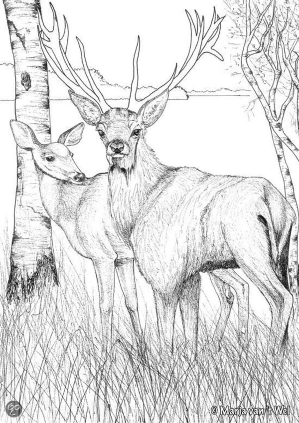 олень карандашом