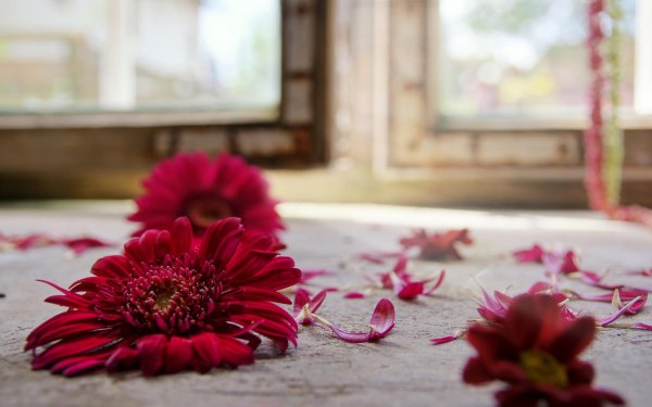 гербера красная