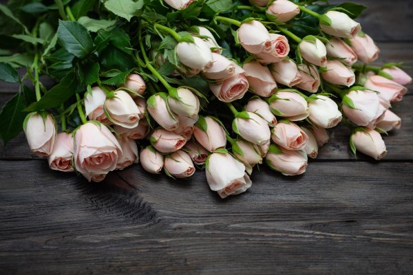 роза кустовая