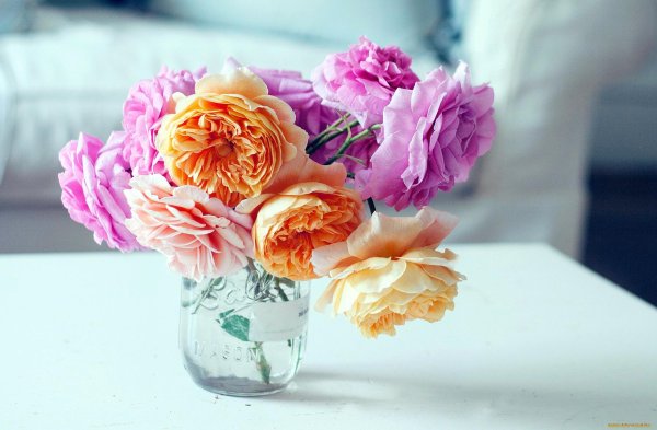 оранжевые пионы