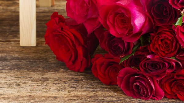 роза бордовая