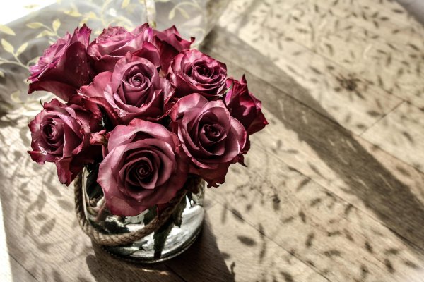 бордовая роза