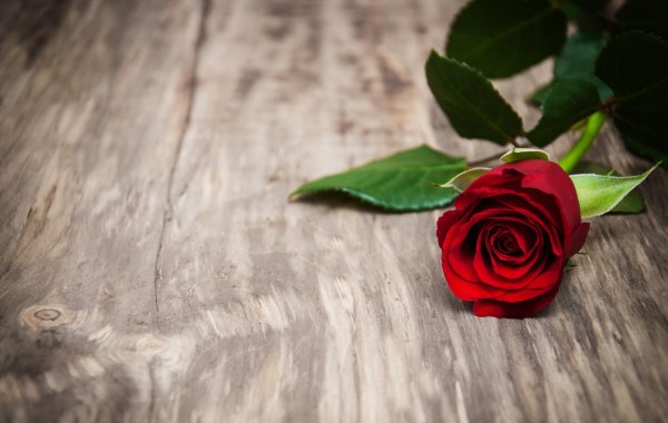 роза фатертаг