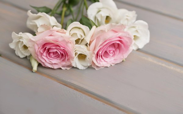 цветок эустома