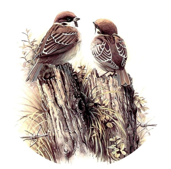 воробей иллюстрация