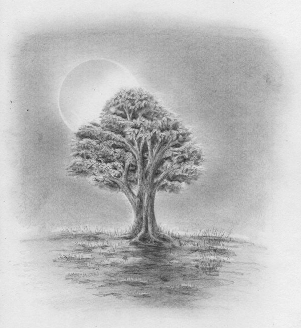 дерево карандашом