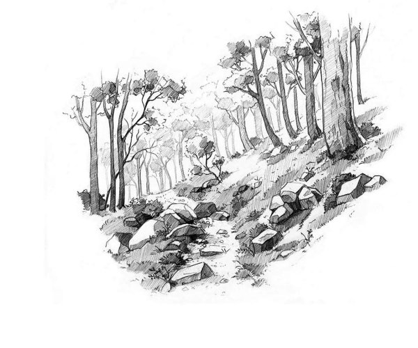 скетч леса