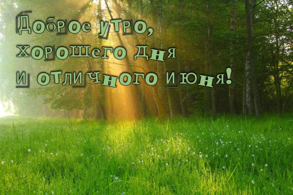 доброе утро лес
