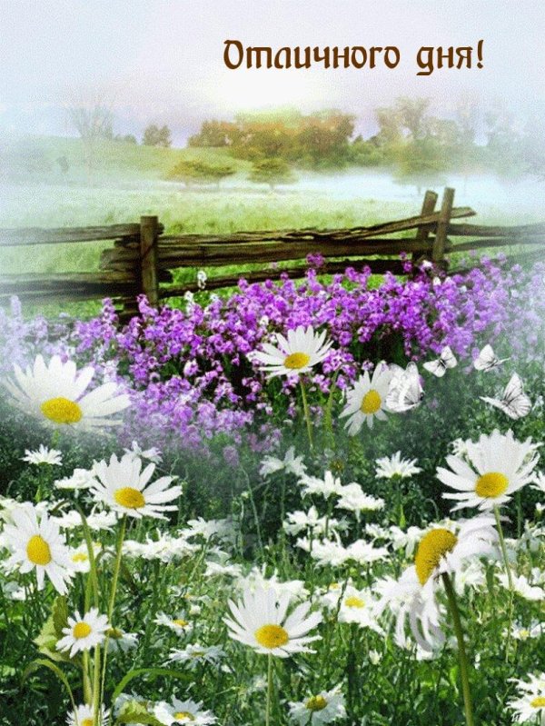 доброго летнего утра