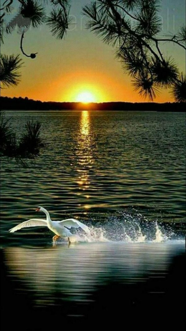 озеро лебедь