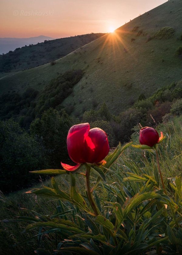 дикие пионы