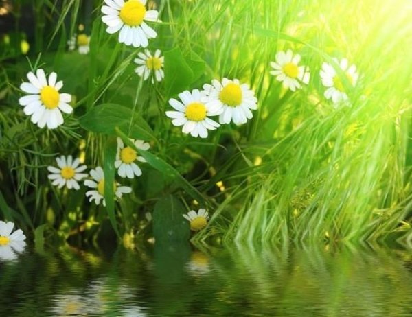 ромашковое поле