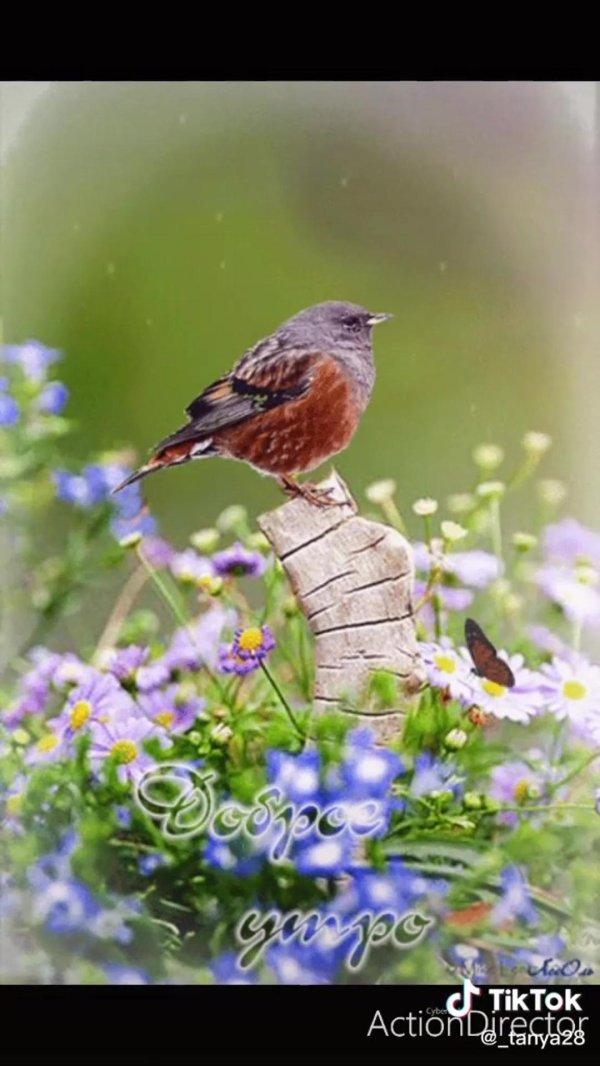 доброго дня с птичками