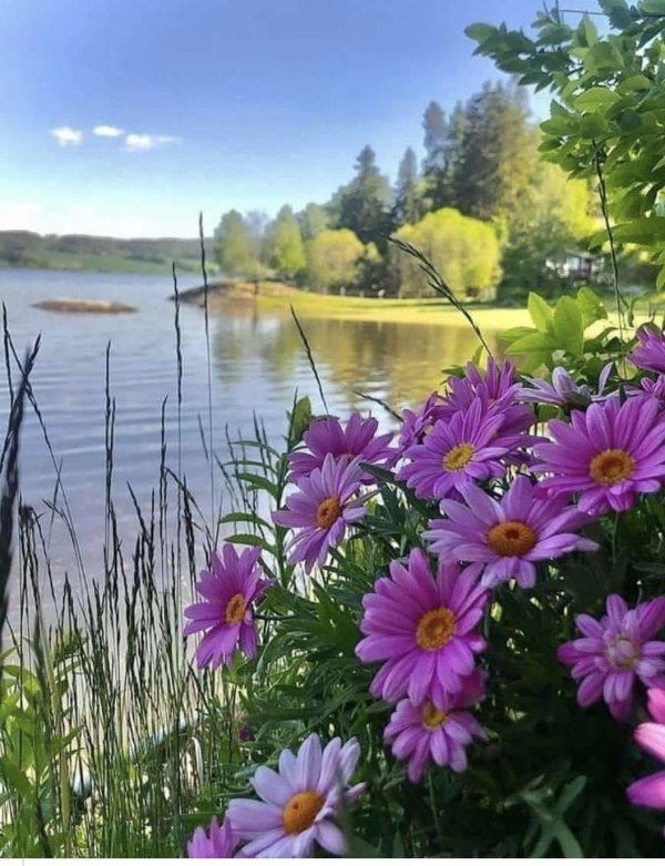 летние пейзажи