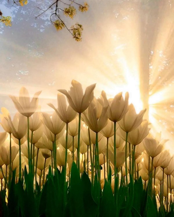 солнца цветок