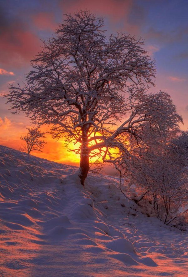 зимнее дерево