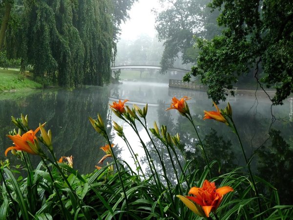 цветы у реки