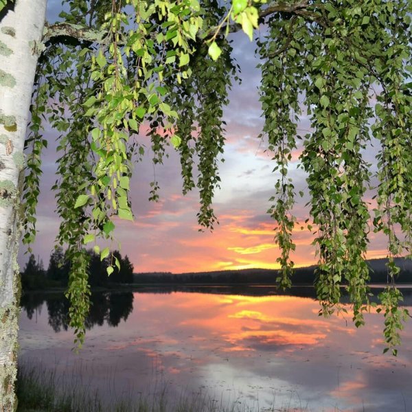 россия русь березки тополя