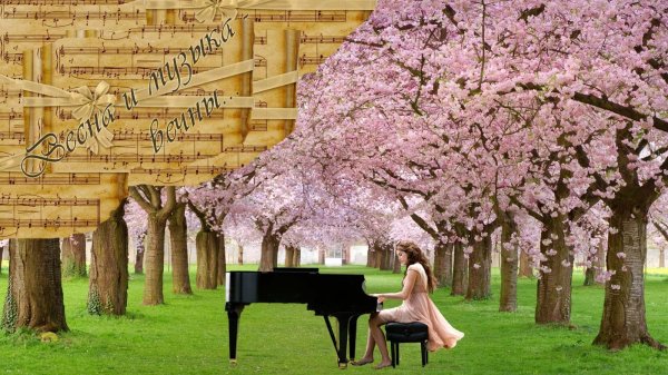 аллея сакуры