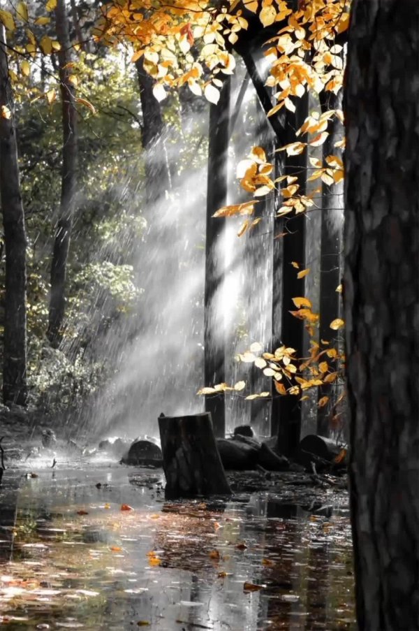 дождливая осень