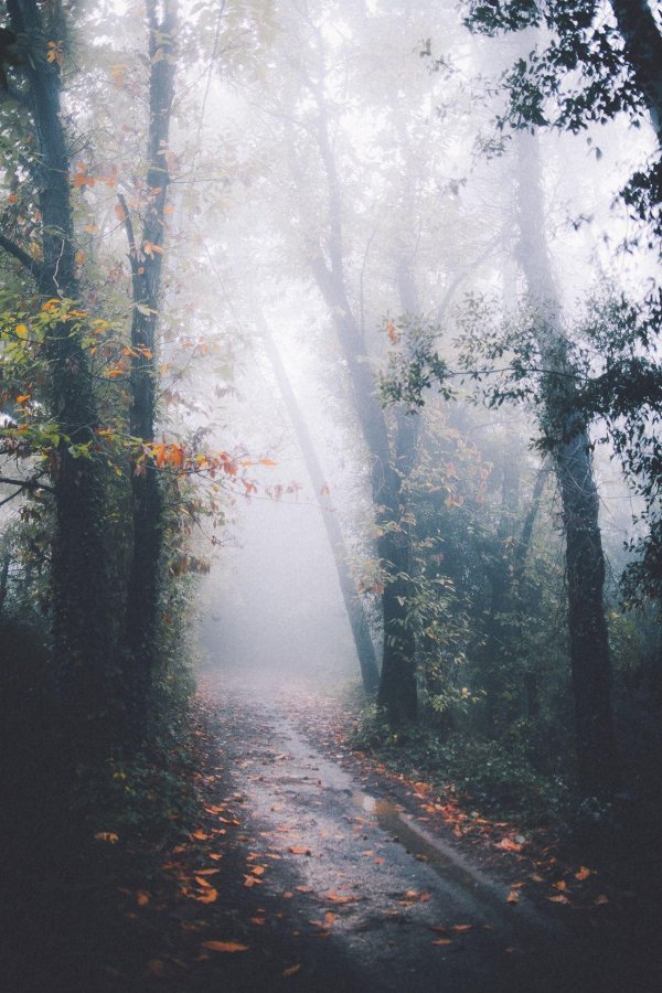 осень туман