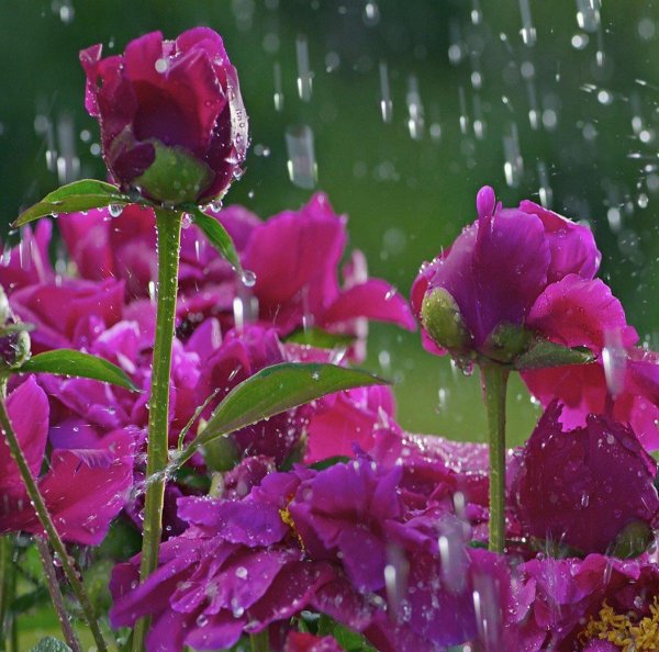 прекрасные цветы