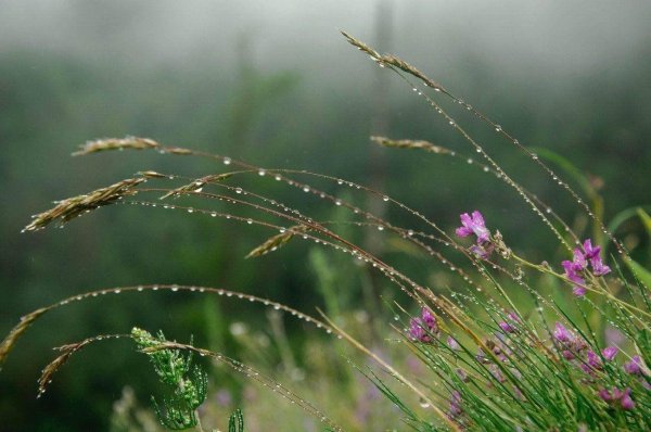 цветок полевой