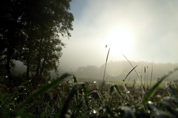 пасмурное летнее утро