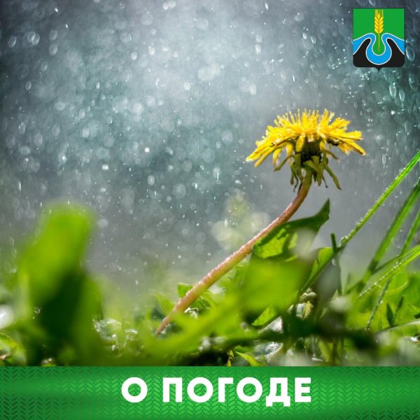 желтые одуванчики