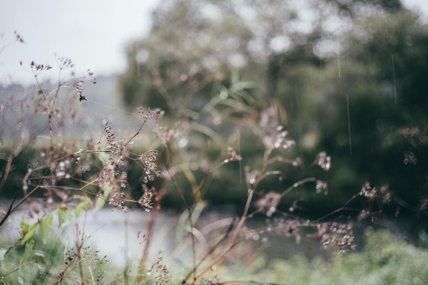 эстетика травы