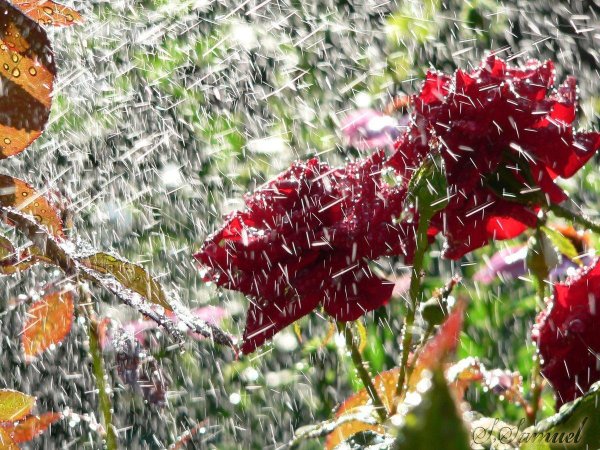 роза под дождем