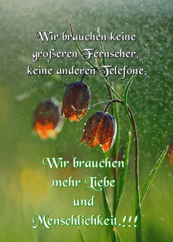 дикие цветы